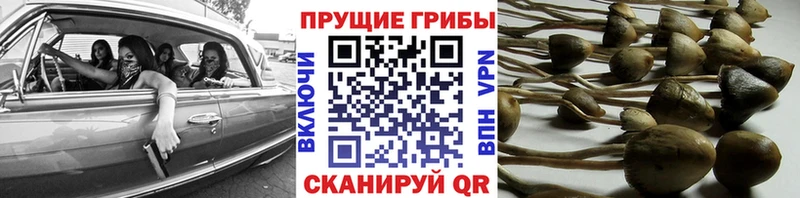Галлюциногенные грибы Psilocybe Томилино